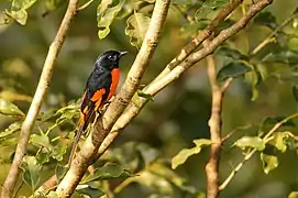 Male orange minivet at Banasura Dam