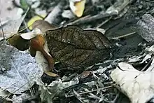 Image 45A camouflaged orange oak leaf butterfly, Kallima inachus (centre) has protective resemblance. (from Animal coloration)