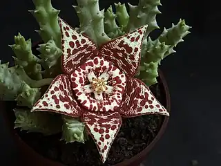 Orbea variegata