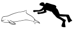 Australian snubfin dolphin size