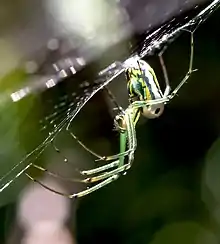 Orchard orb weaver (Leucauge venusta)