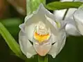 Close-up on a flower