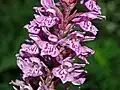 Close-up on inflorescence