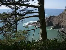 North of Cape Falcon in Oswald West State Park