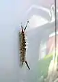 Caterpillar in Texas