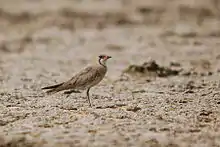 Oriental pratincole