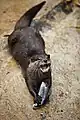 An Asian small-clawed otter being fed a fish