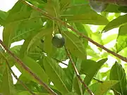 Drying rudraksha fruits