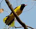 Tail-fanning is one element of oriole courtship