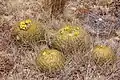 Plants growing in habitat in Ancash