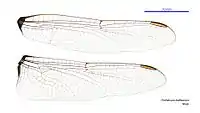 Male wings