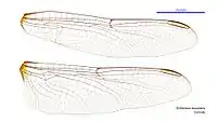 Female wings