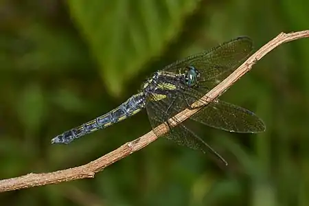 Orthetrum glaucum female