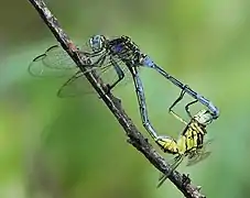 mating pair