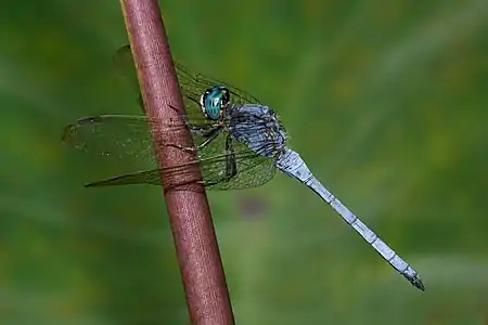 Orthetrum luzonicum male