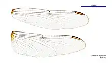 Female wings