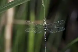 Male