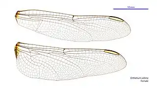 Female wings