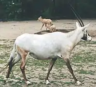 Arabian oryx