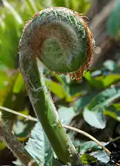 Young frond in spring