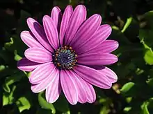 Dimorphotheca ecklonis syn. Osteospermum ecklonis