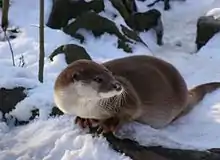 Otter in winter