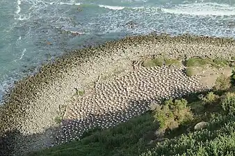 Overflow colony on the shore below