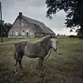 Farm and horse in Wasperveen