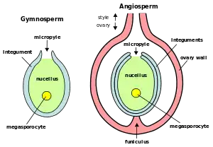 Plant ovules (megagametophytes): gymnosperm ovule on left, angiosperm ovule (inside ovary) on right