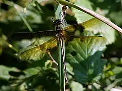 Orange-spotted emerald