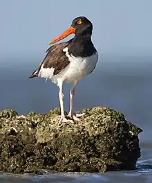 Texas City Dike, Texas