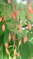 Amherstia nobilis beginning of the inflorescence