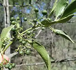 Developing fruit