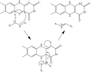 Nucleophilic Mechanism of Polyamine Oxidation