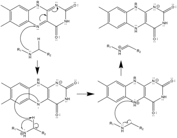 Radical Mechanism of Polyamine Oxidation