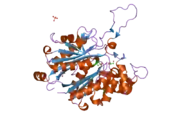 1wl5: Human cytosolic acetoacetyl-CoA thiolase