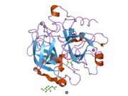 1z8i: Crystal structure of the thrombin mutant G193A bound to PPACK