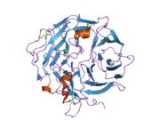 2aq5: Crystal Structure of Murine Coronin-1