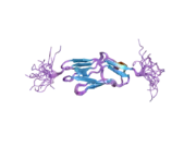 2dm3: Solution structure of the second ig domain of human palladin