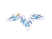 2gi7: Crystal structure of human platelet Glycoprotein VI (GPVI)