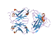 2h32: Crystal structure of the pre-B cell receptor