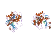 2i6b: Human Adenosine Kinase in Complex with An Acetylinic Inhibitor