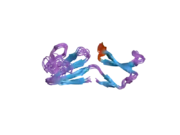 2iz3: SOLUTION STRUCTURE OF HUMAN AND PORCINE BETA-MICROSEMINOPROTEIN