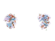 2j3o: L-FICOLIN COMPLEXED TO N-ACETYL-D-GLUCOSAMIN