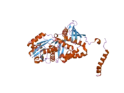 2nz2: Crystal structure of human argininosuccinate synthase in complex with aspartate and citrulline