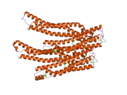 2oex: Structure of ALIX/AIP1 V Domain