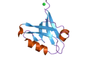 2pa1: Structure of the PDZ domain of human PDLIM2 bound to a C-terminal extension from human beta-tropomyosin