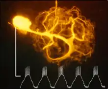 stomatogastric pacemaker neuron text