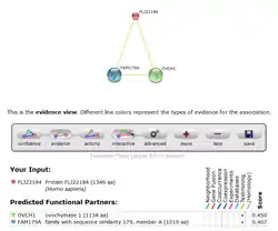 STRING predicted protein interactions for human PRP36.