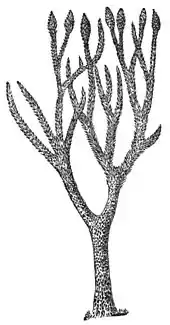 Restoration of Lepidodendron with leafy branches